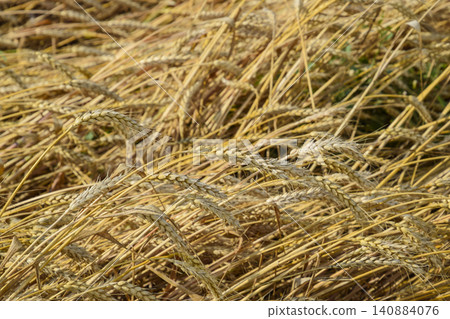 Mature wheat on the field. Spikelets of wheat. Harvest of grain. Mature wheat on the field. Spikelets of wheat. Harvest of grain. 140884076