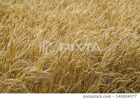 Mature wheat on the field. Spikelets of wheat. Harvest of grain. Mature wheat on the field. Spikelets of wheat. Harvest of grain. 140884077
