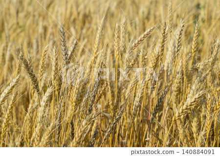 Mature wheat on the field. Spikelets of wheat. Harvest of grain. Mature wheat on the field. Spikelets of wheat. Harvest of grain. 140884091