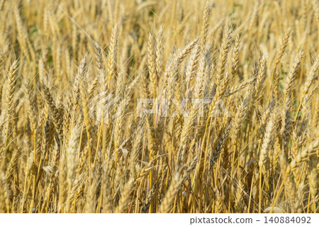 Mature wheat on the field. Spikelets of wheat. Harvest of grain. Mature wheat on the field. Spikelets of wheat. Harvest of grain. 140884092