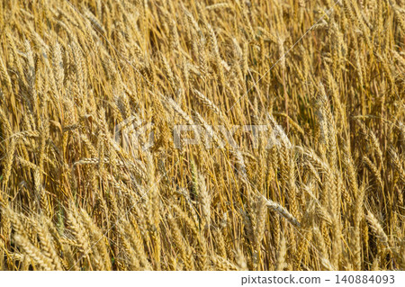 Mature wheat on the field. Spikelets of wheat. Harvest of grain. Mature wheat on the field. Spikelets of wheat. Harvest of grain. 140884093