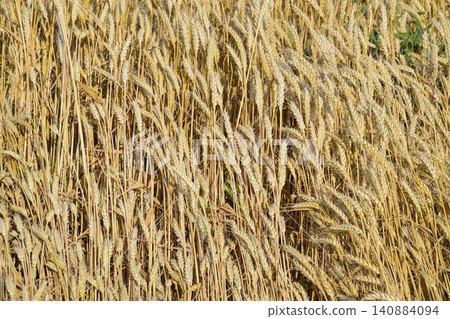 Mature wheat on the field. Spikelets of wheat. Harvest of grain. 140884094