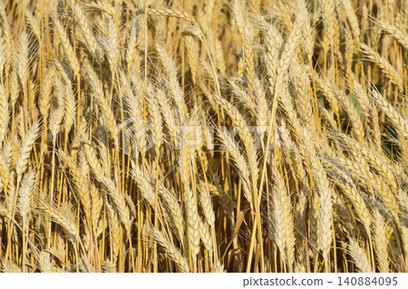 Mature wheat on the field. Spikelets of wheat. Harvest of grain. Mature wheat on the field. Spikelets of wheat. Harvest of grain. 140884095