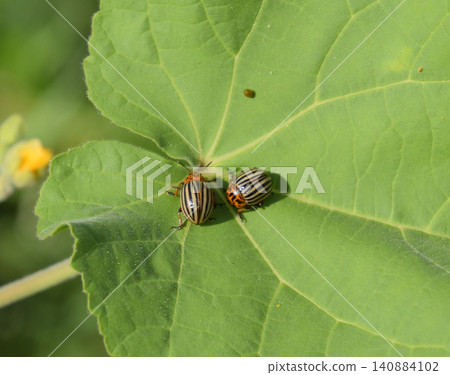 Colorado beetle on a leaf of a plant. Adult striped Colorado bee Colorado beetle on a leaf of a plant. Adult striped Colorado bee 140884102