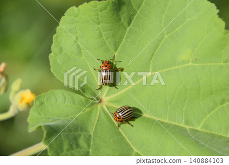Colorado beetle on a leaf of a plant. Adult striped Colorado bee Colorado beetle on a leaf of a plant. Adult striped Colorado bee 140884103