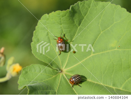 Colorado beetle on a leaf of a plant. Adult striped Colorado bee 140884104