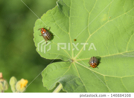 Colorado beetle on a leaf of a plant. Adult striped Colorado bee 140884108