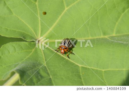 Colorado beetle on a leaf of a plant. Adult striped Colorado bee 140884109