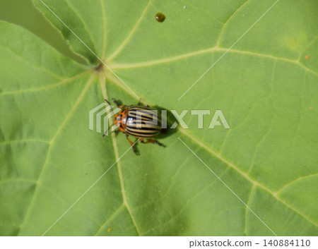 Colorado beetle on a leaf of a plant. Adult striped Colorado bee 140884110