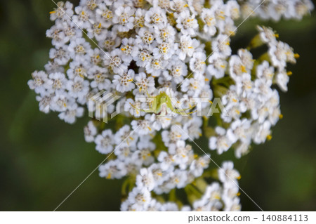 A green spider on flowers. The hunter disguises himself. A green spider on flowers. The hunter disguises himself. 140884113