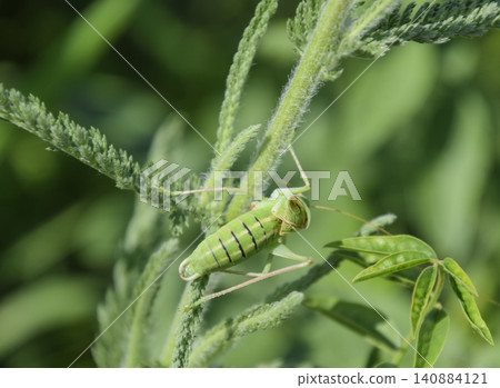 Isofya on the chicory stalks. Grasshopper isofia male Isofya on the chicory stalks. Grasshopper isofia male 140884121