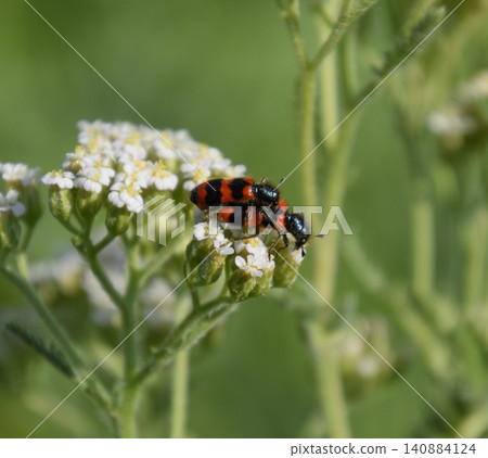 Mating of red beetles on white inflorescences of celandine 140884124