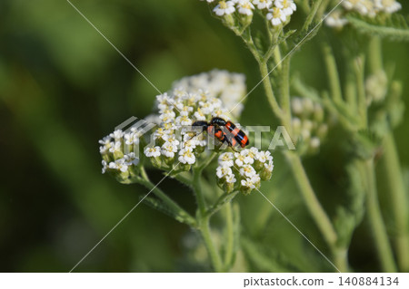 Mating of red beetles on white inflorescences of celandine 140884134