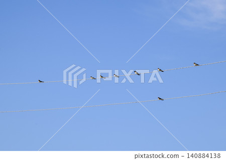 Swallows on the wires. Swallows against the blue sky. The swallo Swallows on the wires. Swallows against the blue sky. The swallo 140884138