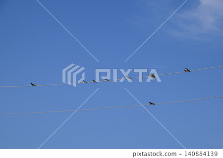 Swallows on the wires. Swallows against the blue sky. The swallo Swallows on the wires. Swallows against the blue sky. The swallo 140884139