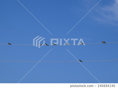 Swallows on the wires. Swallows against the blue sky. The swallo Swallows on the wires. Swallows against the blue sky. The swallo 140884140