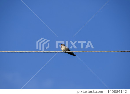 Swallows on the wires. Swallows against the blue sky. The swallo 140884142
