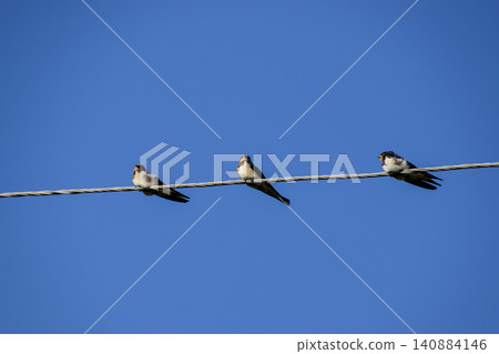 Swallows on the wires. Swallows against the blue sky. The swallo 140884146