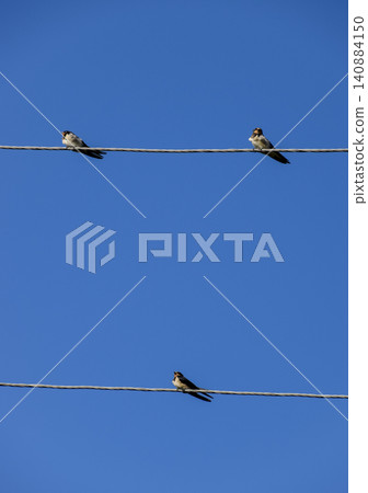 Swallows on the wires. Swallows against the blue sky. The swallo Swallows on the wires. Swallows against the blue sky. The swallo 140884150