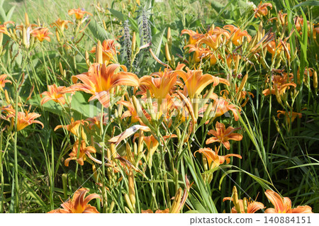 Flowers of orange lilies. Lilies among the grass. 140884151