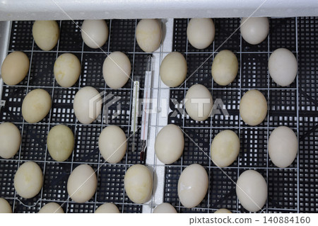 The eggs of a musky duck lying in an incubator. The eggs of a musky duck lying in an incubator. 140884160
