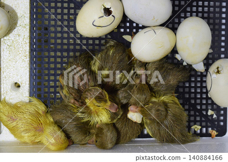 Musk duck ducklings hatched from eggs Musk duck ducklings hatched from eggs 140884166