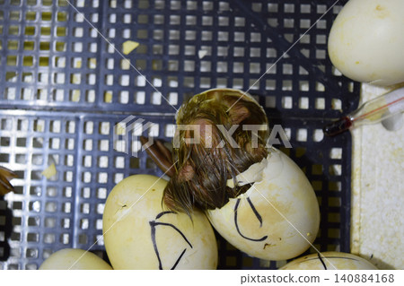 Musk duck ducklings hatched from eggs Musk duck ducklings hatched from eggs 140884168