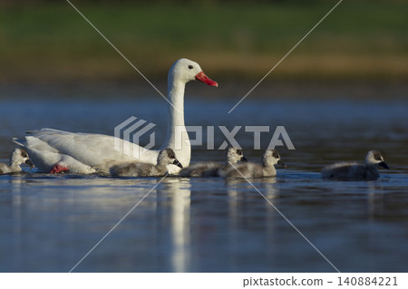 Coscoroba swans in lagoon envirinment, La Pampa Coscoroba swans in lagoon envirinment, La Pampa 140884221