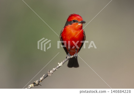 Vermilion Flycatcher male perched, La Pampa, Patagonia, Argentina Vermilion Flycatcher male perched, La Pampa, Patagonia, Argentina 140884228