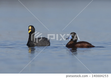Lake Duck and coot Pampas Lagoon environment, La Pampa Province, Patagonia , Argentina. Lake Duck and coot Pampas Lagoon environment, La Pampa Province, Patagonia , Argentina. 140884253