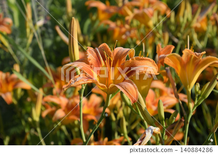 Flowers of orange lilies. Lilies among the grass. 140884286