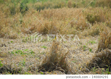 Tit on the ears of wheat. A bird with a yellow belly Tit on the ears of wheat. A bird with a yellow belly 140884291