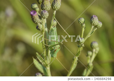 Isophya on the stems of the tubercle. Wingless grasshopper Isoph Isophya on the stems of the tubercle. Wingless grasshopper Isoph 140884298