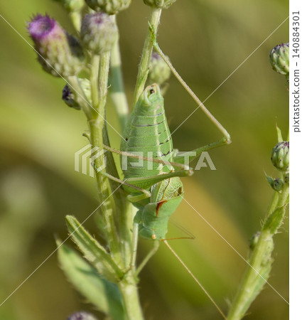 Isophya on the stems of the tubercle. Wingless grasshopper Isoph Isophya on the stems of the tubercle. Wingless grasshopper Isoph 140884301