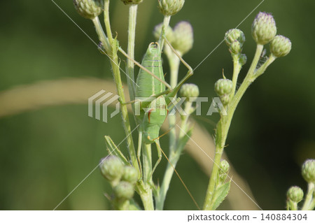 Isophya on the stems of the tubercle. Wingless grasshopper Isoph Isophya on the stems of the tubercle. Wingless grasshopper Isoph 140884304
