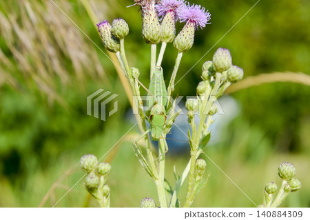 Isophya on the stems of the tubercle. Wingless grasshopper Isoph Isophya on the stems of the tubercle. Wingless grasshopper Isoph 140884309