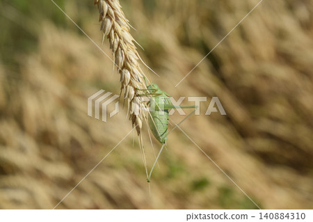 Isophya. Grasshopper is an isophy on a wheat spikelet. Isophya. Grasshopper is an isophy on a wheat spikelet. 140884310