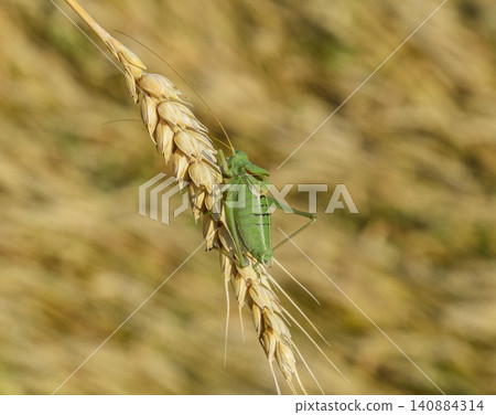 Isophya. Grasshopper is an isophy on a wheat spikelet. Isophya. Grasshopper is an isophy on a wheat spikelet. 140884314