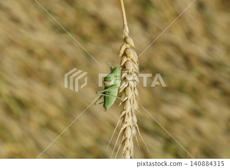 Isophya. Grasshopper is an isophy on a wheat spikelet. 140884315