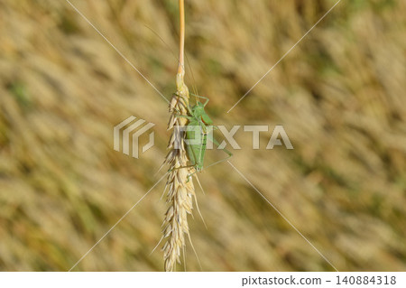 Isophya. Grasshopper is an isophy on a wheat spikelet. Isophya. Grasshopper is an isophy on a wheat spikelet. 140884318