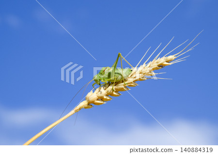Isophya. Grasshopper is an isophy on a wheat spikelet. Isophya a 140884319