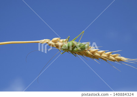 Isophya. Grasshopper is an isophy on a wheat spikelet. Isophya a 140884324