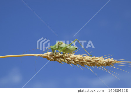 Isophya. Grasshopper is an isophy on a wheat spikelet. Isophya a Isophya. Grasshopper is an isophy on a wheat spikelet. Isophya a 140884328