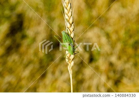 Isophya. Grasshopper is an isophy on a wheat spikelet. Isophya. Grasshopper is an isophy on a wheat spikelet. 140884330