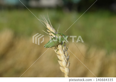 Isophya. Grasshopper is an isophy on a wheat spikelet. Isophya. Grasshopper is an isophy on a wheat spikelet. 140884335