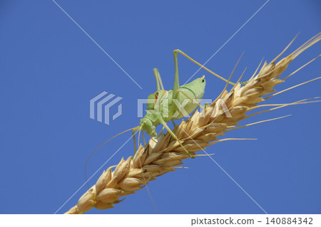 Isophya. Grasshopper is an isophy on a wheat spikelet. Isophya a Isophya. Grasshopper is an isophy on a wheat spikelet. Isophya a 140884342