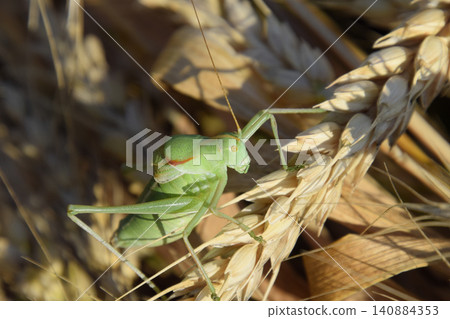 Isophya. Grasshopper is an isophy on a wheat spikelet. Isophya. Grasshopper is an isophy on a wheat spikelet. 140884353