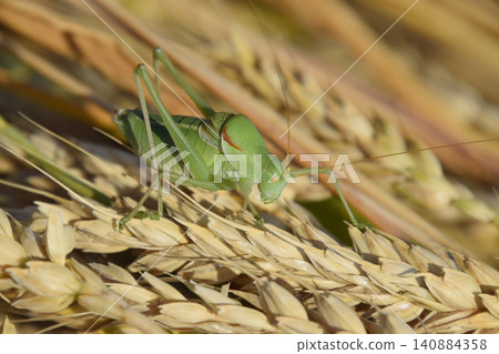 Isophya. Grasshopper is an isophy on a wheat spikelet. Isophya. Grasshopper is an isophy on a wheat spikelet. 140884358
