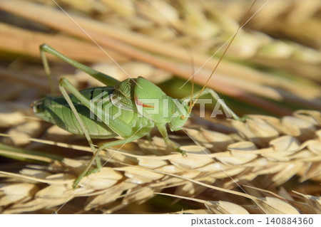 Isophya. Grasshopper is an isophy on a wheat spikelet. Isophya. Grasshopper is an isophy on a wheat spikelet. 140884360