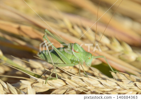 Isophya. Grasshopper is an isophy on a wheat spikelet. Isophya. Grasshopper is an isophy on a wheat spikelet. 140884363